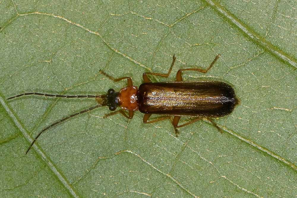 Rhagonycha lutea (Cantharidae)